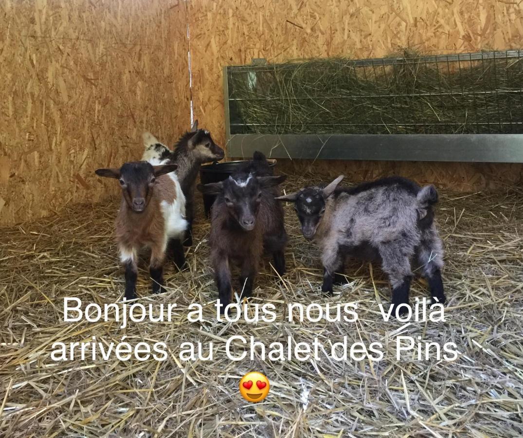 Roulottes Du Chalet Des Pins Rougeou エクステリア 写真