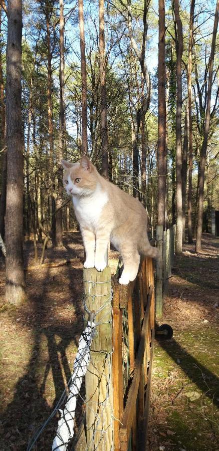 Roulottes Du Chalet Des Pins Rougeou エクステリア 写真