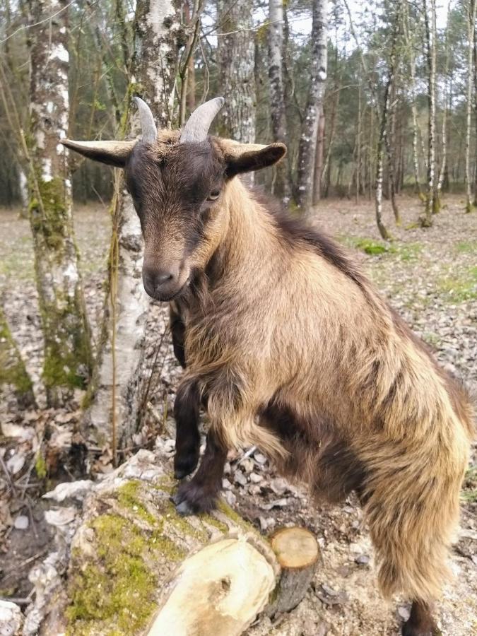 Roulottes Du Chalet Des Pins Rougeou エクステリア 写真
